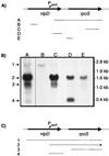 FIG. 3