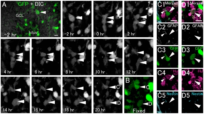 Figure 6