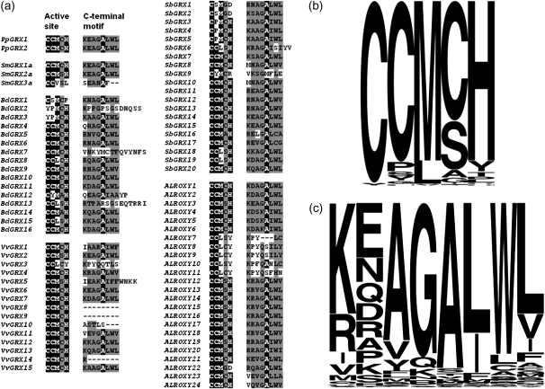 FIG. 2.—