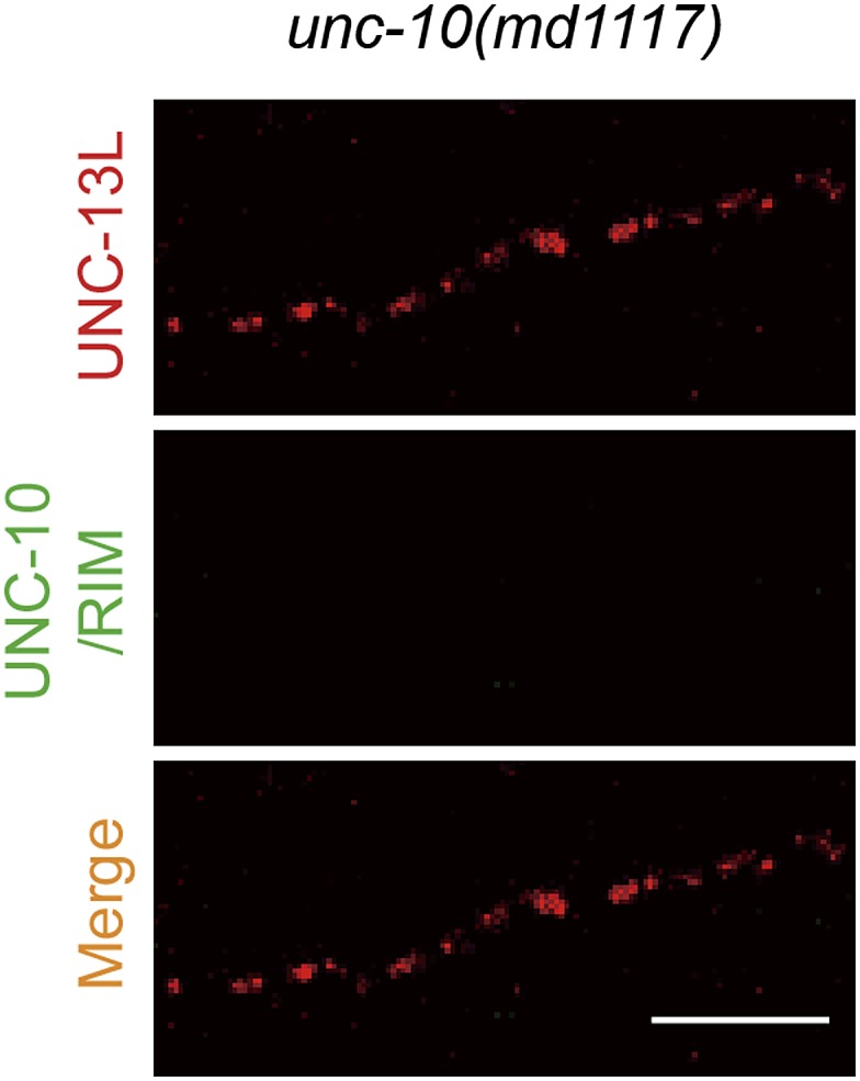 Figure 3—figure supplement 2.