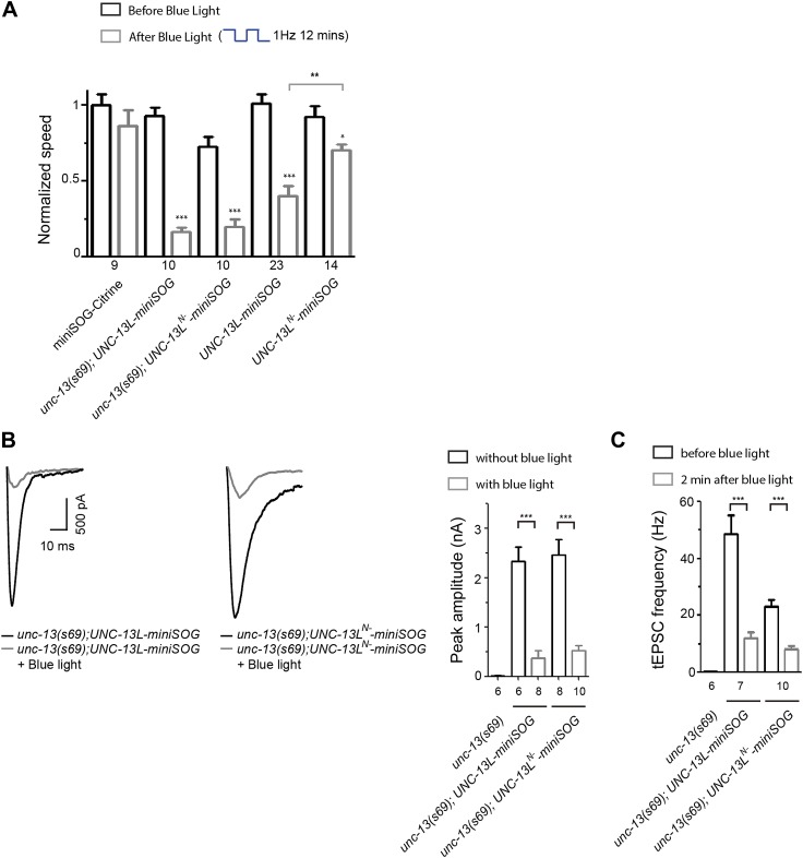 Figure 6—figure supplement 1.