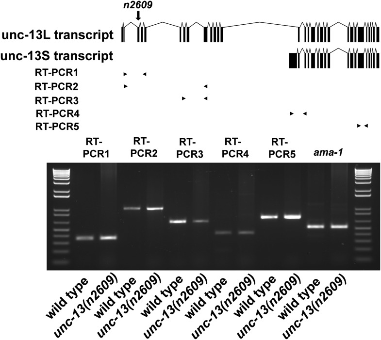 Figure 1—figure supplement 2.