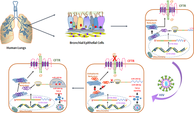 graphic file with name nihms-1738194-f0006.jpg