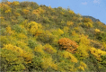 graphic file with name 41598_2021_4317_Figj_HTML.gif