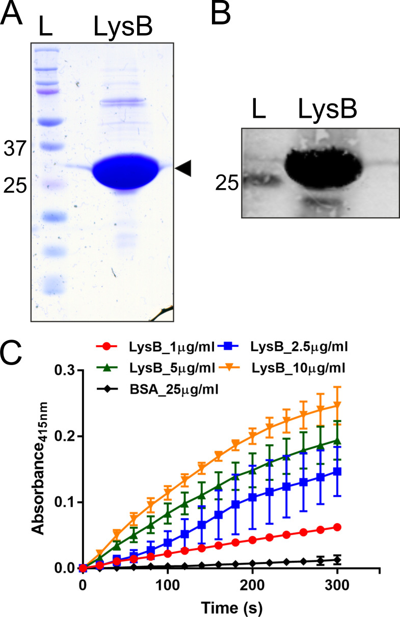 FIG 1