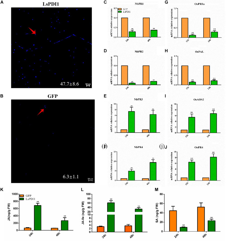 FIGURE 4