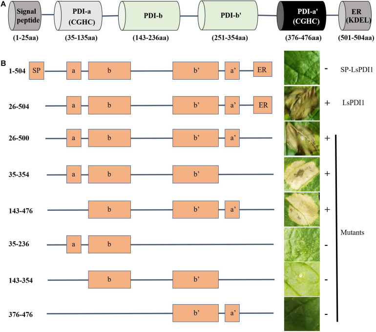 FIGURE 6