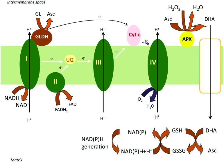 FIG. 2.