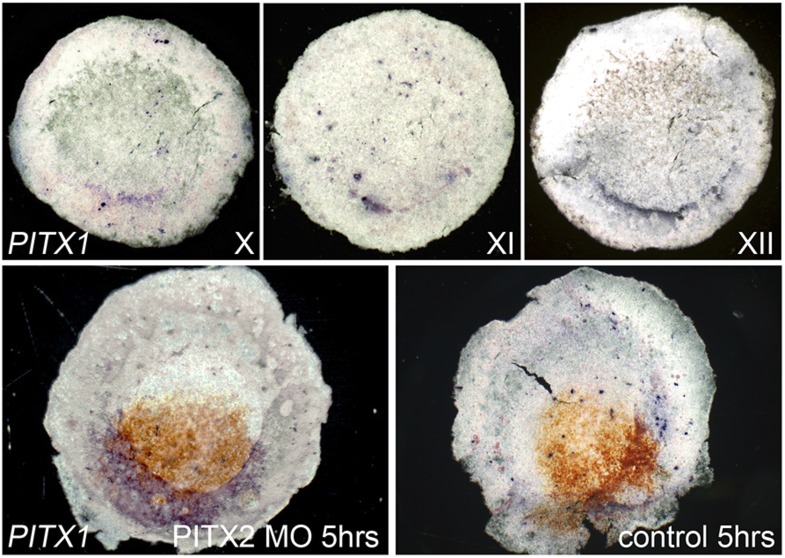 Figure 4—figure supplement 1.