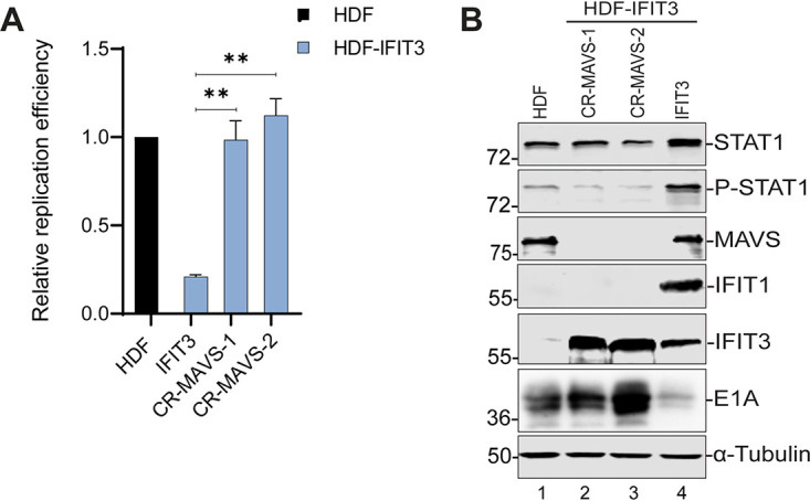 FIG 6