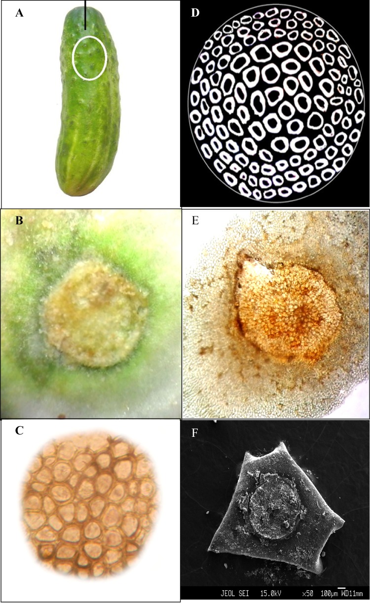 Fig. 1
