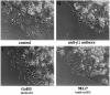 Fig. 11.