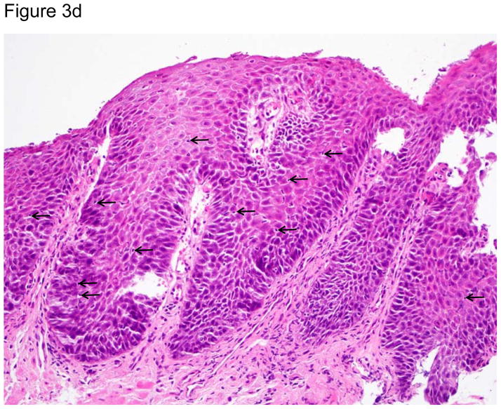 Figure 3a