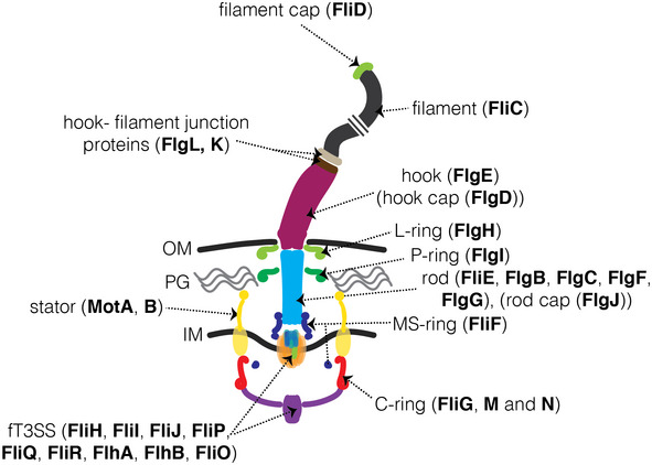 Figure EV1