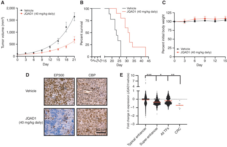 Figure 6. JQAD1 causes tumor growth suppression and loss of EP300 in vivo. A, Kelly NB cell xenografts were established in NSG mice and mice treated with vehicle control (n = 9) or JQAD1 at 40 mg/kg i.p. daily (n = 10). Tumor growth curve kinetics were also analyzed by two-way ANOVA with mixed-effects analysis, demonstrating that JQAD1 suppresses tumor growth (P < 0.0001 for vehicle vs. JQAD1 treatment groups). B, Kaplan–Meier survival analysis of mice in A. JQAD1 prolongs survival (log-rank test P = 0.0003 for JQAD1-treated mice compared with vehicle). C, Normalized body weights of animals from A and B. D, IHC of EP300 and CBP in Kelly cell xenografts treated with either vehicle control or JQAD1 (40 mg/kg i.p. daily) for 14 days. Data are representative of three independent animals per treatment. Scale bar, 50 μm. E, ERCC spike-in RNA-seq was performed on tumor cells recovered from animals treated in D. Results are shown as the fold change in expression of animals treated with 40 mg/kg JQAD1 daily (n = 3) compared with vehicle control (n = 4) at day 14. RNA-seq groups of genes are stratified by their regulation by typical or super-enhancers and gene identity of TF or CRC gene. ***, P < 0.0001 between typical enhancer and super-enhancer groups and between typical enhancer and CRC gene expression; *, P = 0.0223 between super-enhancer groups and CRC gene expression; **, P = 0.0013 between all TFs and CRC gene expression. See also Supplementary Fig. S5.