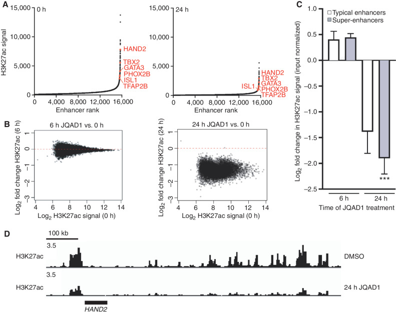 Figure 5. JQAD1 causes genome-wide loss of histone H3K27ac enriched at super-enhancers. A, Enhancers were ranked by H3K27ac signal at 0 hours (left) and 24 hours (right) after treatment of Kelly cells with 500 nmol/L JQAD1. Data are representative of two independent treatments and ChIP-seq experiments. B, Log2 fold change in enhancer H3K27ac signal resolved by H3K27ac ChIP-seq in Kelly NB cells at 0 versus 6 hours (left) and 0 versus 24 hours (right). C, Log2 fold change in enhancer H3K27ac signal stratified by super-enhancers and typical enhancers at 6 and 24 hours after treatment of Kelly cells with 500 nmol/L JQAD1. ***, P < 0.0001 by Student t test comparing super-enhancer– and typical enhancer–regulated genes at 24 hours. Bars, SEM. D, Representative gene tracks of Kelly cells treated with JQAD1 at 500 nmol/L for 0 and 24 hours at the HAND2 CRC factor locus. Data are representative of the adrenergic CRC factor loci (HAND2, ISL1, PHOX2B, GATA3, TBX2, ASCL1, and TFAP2β) and two independent treatments and ChIP-seq experiments. See also Supplementary Fig. S4.