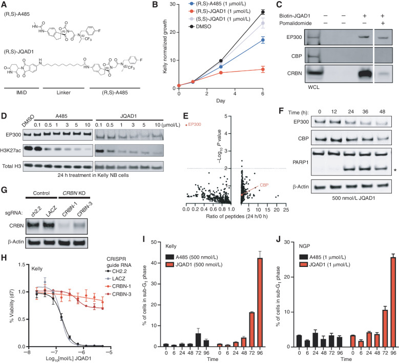 Figure 3. JQAD1 is a selective EP300 degrader. A, Chemical structure of (R,S)-A485 and (R,S)-JQAD1. B, Kelly cells were treated with 1 μmol/L (R,S)-A485, (R,S)-JQAD1, (S,S)-JQAD1, or DMSO for 6 days, and growth was measured by CellTiter-Glo assay. n = 3 independent experiments and measurements at each time point. Bars, SEM. C, Kelly cell lysates were treated with combinations of Biotin-JQAD1 or pomalidomide prior to streptavidin-bead purification and Western blotting of protein isolates demonstrating enriched interaction of JQAD1 with CRBN and EP300 proteins. WCL, whole-cell lysate. Data are representative of three independent experiments and blots. D, Kelly NB cells were treated with DMSO, A485, or JQAD1 at the noted concentrations (in μmol/L) for 24 hours prior to lysis for Western blotting. Data are representative of three independent biological repeats. E, SILAC-labeled Kelly NB cells were treated with JQAD1 at 500 nmol/L or DMSO vehicle for 24 hours prior to nuclear extraction and analysis by mass spectrometry. Ratio of detected peptides at 0 hours versus 24 hours is demonstrated. Data represent the sum ratio of heavy:light-labeled protein detected in triplicate at 24 hours compared with 0 hours. Dotted line indicates a P value of 0.01. Red labeled points indicate EP300 and CBP. n = 3 independent treatments, lysates, and mass spectrometry reactions. F, Kelly NB cells were treated with JQAD1 at 500 nmol/L for the noted time points prior to lysis for Western blotting. Data are representative of three independent experiments and blots. Asterisk (*) indicates cleaved PARP1 species. G, Kelly cells stably expressing Cas9 were infected with sgRNAs targeting CRBN (CRBN-1,3) or control loci (ch2.2, LACZ), and pools of knockout (KO) cells were established. Western blotting was performed with antibodies against CRBN. Actin is shown as a loading control. Data are representative of three independent Western blots. H, Kelly Cas9 control or CRBN-knockout cells were treated with a range of doses of JQAD1 for seven days, prior to assay by CellTiter-Glo. n = 3 independent replicates per dose and time point. I and J, Propodium iodide flow cytometry of sub-G1 events in Kelly (I) and NGP (J) cells treated with JQAD1 or A485 for the noted time points (in hours). Data are a summary of n > 3 independent flow experiments. Compound treatment was performed at 500 nmol/L (Kelly) and 1 μmol/L (NGP). Similar results were obtained in SIMA cells treated with compounds at 1 μmol/L. Bars, SEM. See also Supplementary Fig. S3.