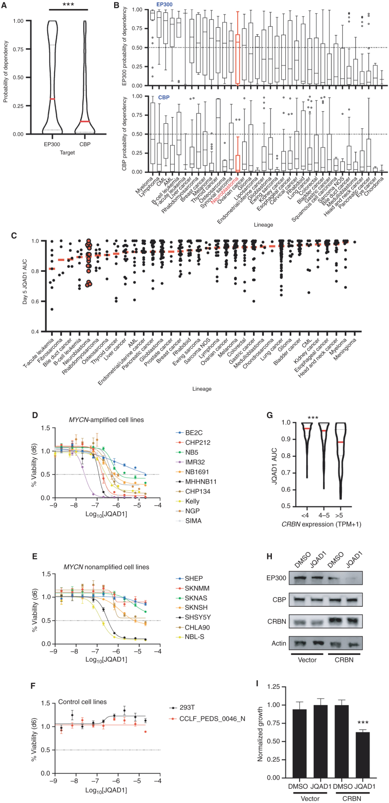 Figure 7. Cancer cells display increased dependency on EP300 compared with CBP. A, Probability of dependency of all cell lines in DepMap (n = 757, 20Q2 release), on EP300 and CBP were compared, demonstrating dependency on EP300 in 308 of 757 (40.7%) and CBP in 140 of 757 (18.5%) of all cell lines, determined by probability of dependency >0.5. ***, P < 0.0001 by two-tailed Student t test. AML, acute myeloid leukemia; CML, chronic myeloid leukemia; NOS, not otherwise specified. B, Individual lineages of cell lines from A were identified, and average probability of dependency on EP300 and CBP were plotted. Red, NB; black, other tumor lineages; bar in box, median; whiskers, 10th–90th centiles; dots, outliers. C, Barcoded cancer cell lines (n = 557) were treated with a concentration range of (R,S)-JQAD1 of 1.2 nmol/L to 20 μmol/L for 5 days prior to sequencing of barcodes. Cell lines were individually classified by lineages, and AUC of the dose–response relationship was plotted. Red bars, median; individual black dots, individual cell lines; red dots, NB cell lines. AUC was calculated from triplicate measurements at each dose at time = 120 hours. D–F, NB and control cell lines were grown for 6 days in the presence of JQAD1 in a dose range from 4.3 nmol/L to 20 μmol/L prior to CellTiter-Glo analysis. Dose–response curves are based on three independent replicates per cell line at each dose. Bars, SEM. Analysis was performed on MYCN-amplified (D), nonamplified (E), and control (F) cell lines, including 293T cells and primary human fibroblasts (CCLF_PEDS_0046_N). All cell lines are of the adrenergic subtype except for NB5 and SKNMM (unknown), and CHP212, SHEP, and SKNAS (mesenchymal). Adrenergic or mesenchymal cell state annotations are derived from refs. 33 and 69. G, JQAD1 AUC values from C were plotted against CRBN expression from the CCLE. ***, P < 0.001 by ANOVA for >5 transcripts per million (TPM) compared against <4 and 4 to 5 TPM groups with post hoc Bonferroni correction. H, BE2C cells stably expressing control (zsGreen) or CRBN (CRBN) were established, and pools of cells were treated with DMSO or 10 μmol/L JQAD1 for 24 hours. Cell lysates were subjected to Western blotting for EP300, CBP, and CRBN. Actin is shown as a loading control. Data are representative of three independent treatments and analyses. I, BE2C cells stably expressing control (zsGreen) or CRBN (CRBN) were treated with DMSO or 10 μmol/L JQAD1 for 6 days prior to CellTiter-Glo analysis for cell growth. Data were normalized against BE2C-zsGreen, DMSO-treated cells. ***, P = 0.008 by Student t test comparing BE2C-CRBN DMSO- and JQAD1-treated cells. n = 3 biological replicates. See Supplementary Fig. S6.