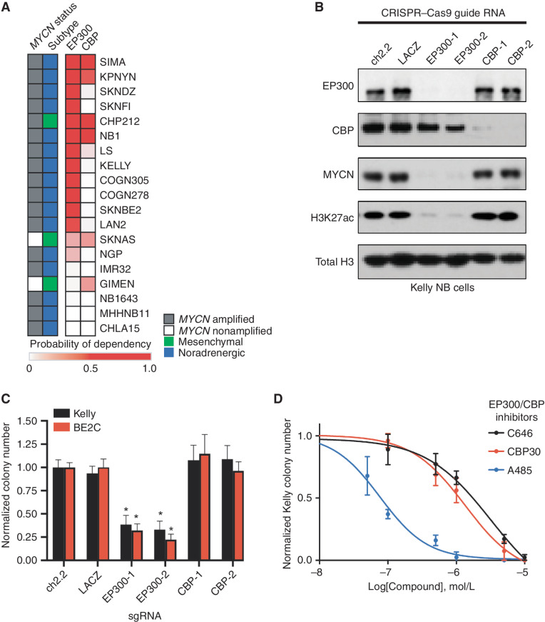 Figure 1. EP300, but not CBP, is required for NB cell growth. A, Heat map of probability of dependency on NB cell lines (n = 19) in the DepMap 20Q2 data release demonstrates that most NB cell lines depend on EP300 (darker red color) compared with only few requiring CBP. B, Kelly cells stably expressing Cas9 were infected with single-guide RNAs (sgRNA) targeting EP300 (EP300-1,2), CBP (CBP-1,2), or controls (ch2.2, LACZ) for five days, prior to Western blotting to the noted targets. Data are representative of three independent sgRNA infections and lysates. C, Colony formation assays were performed following sgRNA infection as in C in Kelly and BE2C cells. Cells were cultured for 10 days after infection. n = 3 independent replicates per cell line, per treatment. *, P < 0.05. Bars, SEM. D, Kelly NB cells were treated in colony formation assays with a range of concentrations of the EP300/CBP combined inhibitors C646, CBP30, and A485. n = 3 independent replicates per cell line, per treatment. Bars, SEM. See also Supplementary Fig. S1.