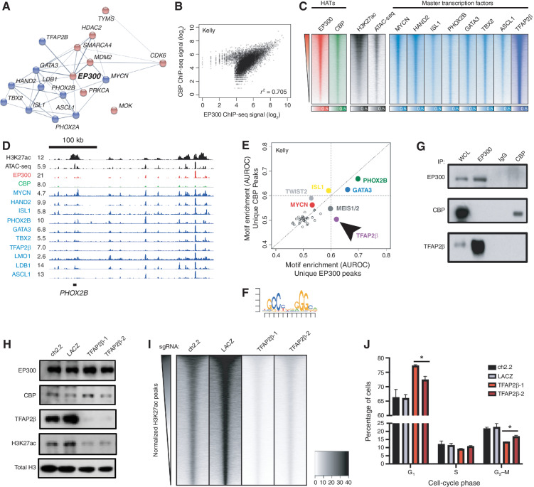 Figure 2. EP300 regulates the NB CRC directed by TFAP2β. A, STRING database interaction plot of nuclear dependency genes in NB cells. Data are derived from ref. 9. Displayed are CRC TFs in blue and proteins with available targeting compounds in red. Connecting lines indicate previously demonstrated protein–protein interactions. B, Scatter plot of log2-transformed read counts of EP300 or CBP ChIP-seq in the collapsed union of separately identified high-confidence CBP- and EP300-binding sites in Kelly cells. R indicates the Spearman correlation coefficient demonstrating a strong linear relationship in coverage. See Supplementary Fig. S2A for a similar analysis in BE2C cells. C, Genome-wide heat map analysis of chromatin composition at the collapsed union of separately identified high-confidence CRC TF–binding sites in Kelly cells. Rows ordered by EP300 signal. See Supplementary Fig. S2B for a similar analysis in BE2C cells. ATAC-seq, Assay for Transposase-Accessible Chromatin using sequencing. D, Representative ChIP-seq plots demonstrating binding of CRC factors (blue), CBP (green), and EP300 (red) at the PHOX2B CRC TF locus in Kelly NB cells. Also shown is the PHOX2B super-enhancer (H3K27ac) and open chromatin (ATAC-seq, black). Data are representative of both Kelly and BE2C cells and all CRC loci. Values represent normalized reads per million. E, Motif enrichment analysis of ChIP-seq to EP300 and CBP in Kelly NB cells. Data were restricted to the top 500 bound peaks by EP300 or CBP in Kelly NB cells. Colored dots indicate known enriched TFs. Arrow indicates specifically enriched motif, corresponding to TFAP2β. F, Position-weight matrix from analysis in D demonstrates the top enriched specific sequence under EP300 peaks compared with CBP peaks, corresponding to the consensus binding sequence for TFAP2β. G, Co-IP followed by Western blotting analysis of EP300 and CBP in Kelly NB cells. IgG, isotype-matched rabbit IgG antibody; WCL, whole-cell lysate. Data are representative of three independent co-IP Western blots. H, Kelly NB cells expressing Cas9 were infected with sgRNAs targeting TFAP2β (TFAP2β-1,2) or control loci (ch2.2, LACZ), followed by Western blotting to the shown targets. Data are representative of three independent lysates and blots. I, Genome-wide heat map analysis of H3K27ac coverage in wild-type and TFAP2β-knockout Kelly cells using cell number and Escherichia coli spike-in normalized CUT&RUN sequencing. Rows represent 6-kb regions centered on the center of the collapsed union of high-confidence peaks separately identified in each condition and are ordered by control (ch2.2) signal. J, Propodium iodide flow cytometry of Kelly NB cells expressing Cas9 and infected with sgRNAs targeting TFAP2β (TFAP2β-1,2) or control loci (ch2.2, LACZ). n = 3 independent infections and flow analyses. *, P < 0.05. Bars, SEM. See also Supplementary Fig. S2.