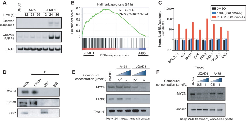 Figure 4. EP300 degradation rapidly disrupts MYCN expression and causes apoptosis. A, Kelly NB cells were treated with 1 μmol/L JQAD1, A485, or DMSO control for 12, 24, or 36 hours, prior to lysis and Western blotting for the markers of apoptosis: cleaved caspase-3 and cleaved PARP1. Actin is demonstrated as a loading control. Data is representative of three independent treatments and analyses in Kelly and NGP cells. B, Kelly cells were treated with 500 nmol/L JQAD1, A485, or DMSO control for 24 hours prior to External RNA Controls Consortium (ERCC)–controlled spike in RNA-seq. GSEA of RNA-seq results was performed with the MSigDB hallmarks dataset. n = 3 biological replicates and independent RNA extractions per treatment. C, Normalized RNA-seq gene expression of pro- and antiapopotic mRNA transcripts from Kelly cells treated as in B. Log10 transcript expression is shown, normalized against DMSO and ERCC controls. n = 3 biological replicates and independent RNA extractions per treatment. Bars, SEM. D, Nuclear lysates from Kelly cells were immunoprecipitated with anti-EP300, anti-CBP, or IgG control antibodies. WCL, whole-cell lysate. Data is representative of >3 independent co-IP/Western blots. E and F, Kelly cells were treated with DMSO control, A485 (0.5, 1 μmol/L), or JQAD1 (0.5, 1 μmol/L), followed by extraction of chromatin (E) or whole-cell lysates (F) and Western blotting. Total H3 is shown as a loading control. Data are representative of three independent biological replicates. See also Supplementary Fig. S4. NES, normalized enrichment score.