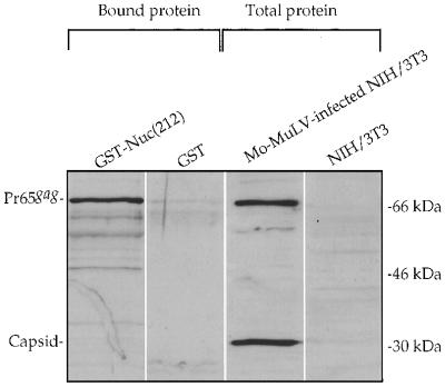 FIG. 1