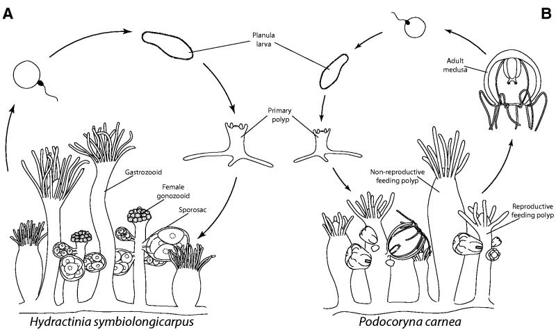 Fig. 1.—