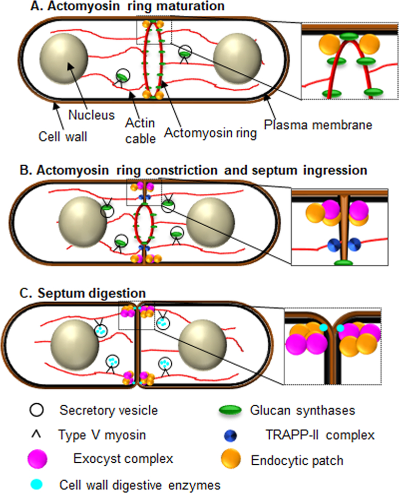 Figure 2: