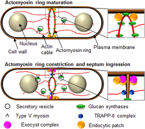 graphic file with name nihms-1050867-f0001.jpg