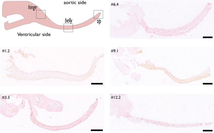 Fig. 3
