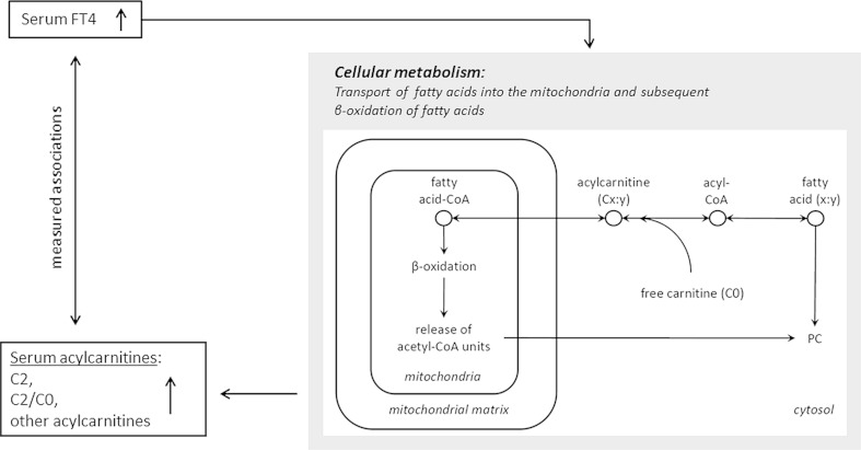 Fig. 3