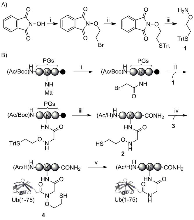 Scheme 2