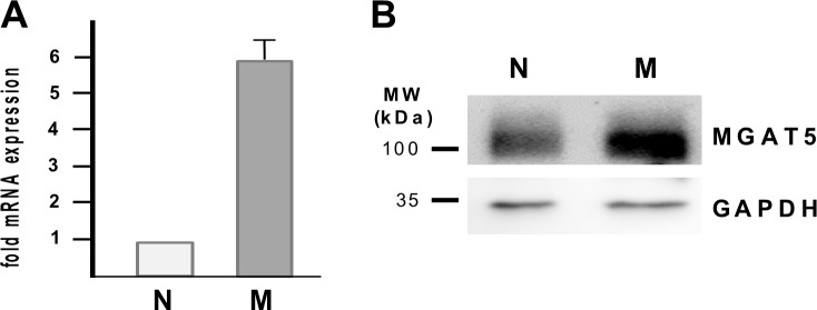 Fig 5