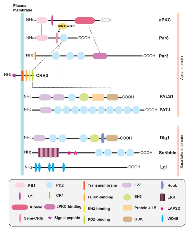 Figure 1.