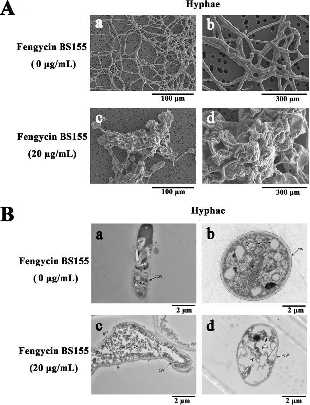 FIG 2