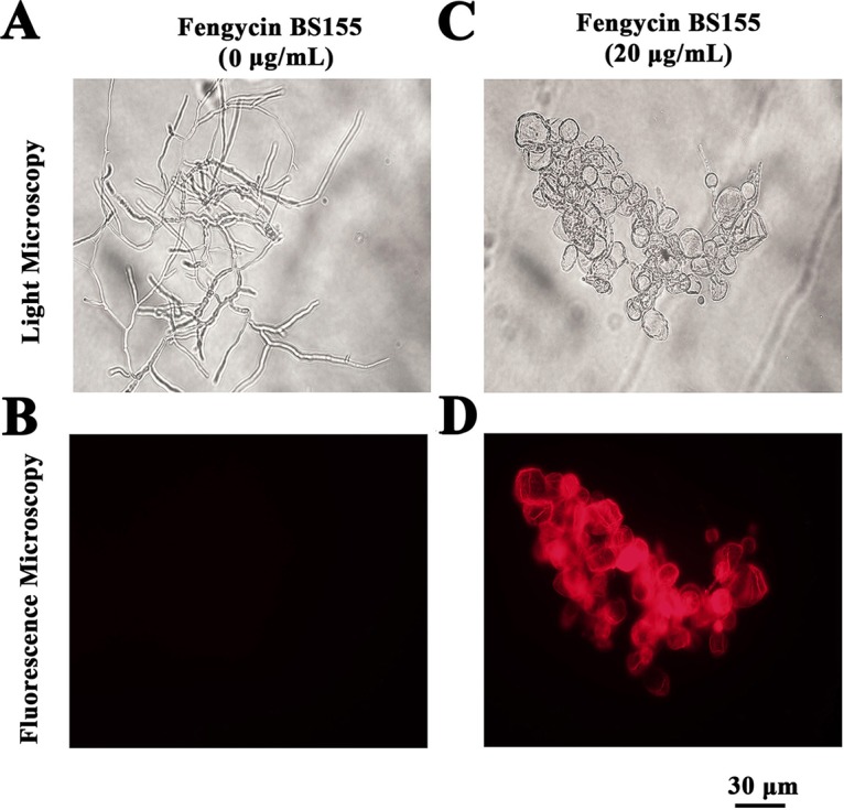 FIG 3