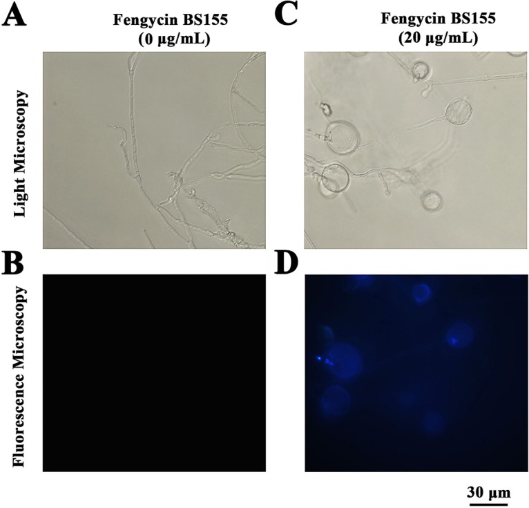 FIG 6