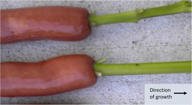 Fig. 2