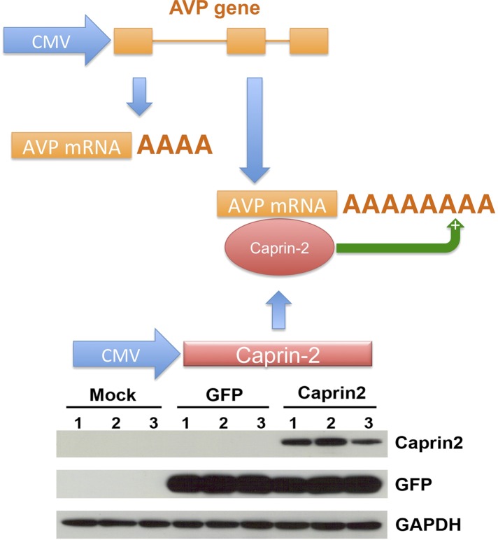 Figure 7.