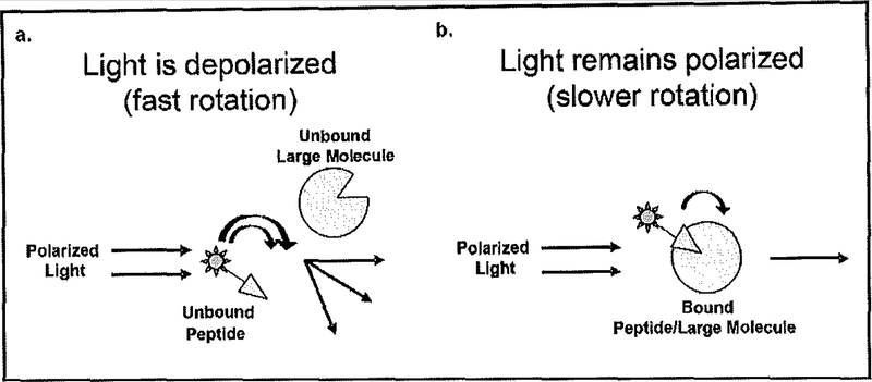 Fig. (1).