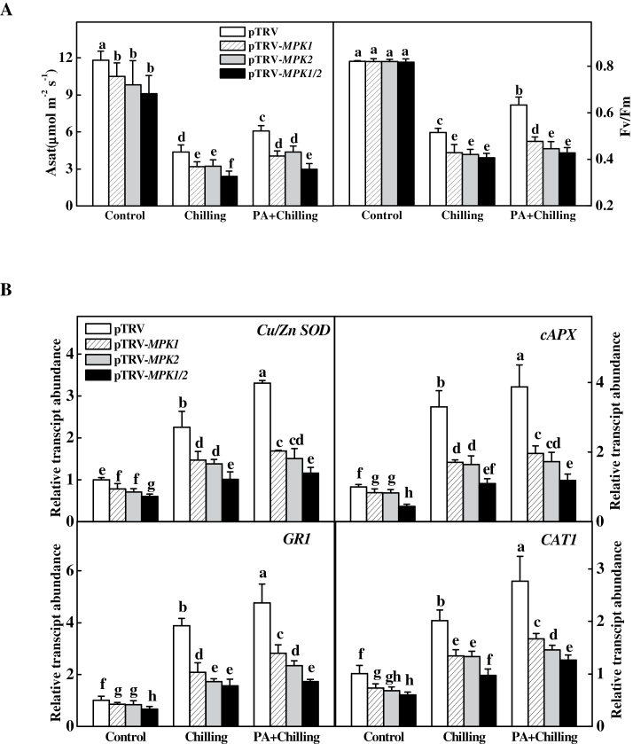 Fig. 7.