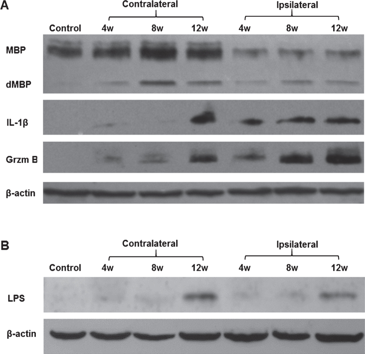 Fig.1