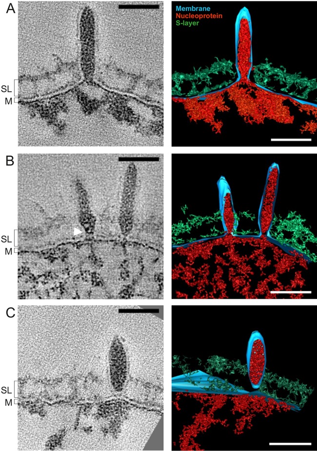 FIG 1 