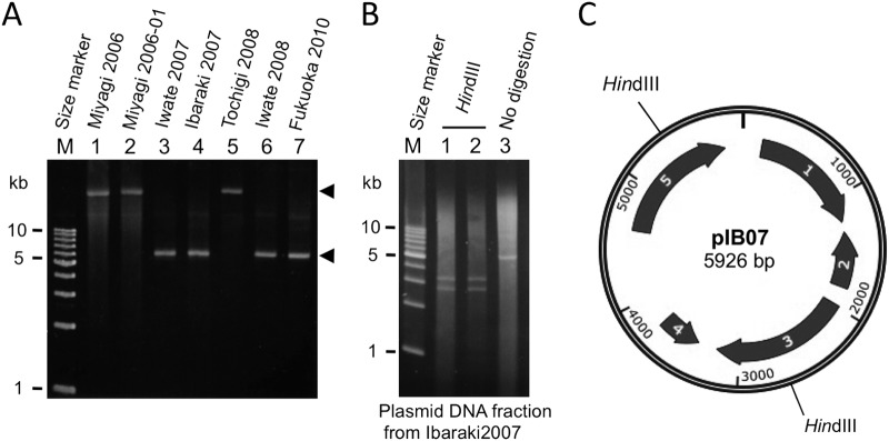 FIG 3