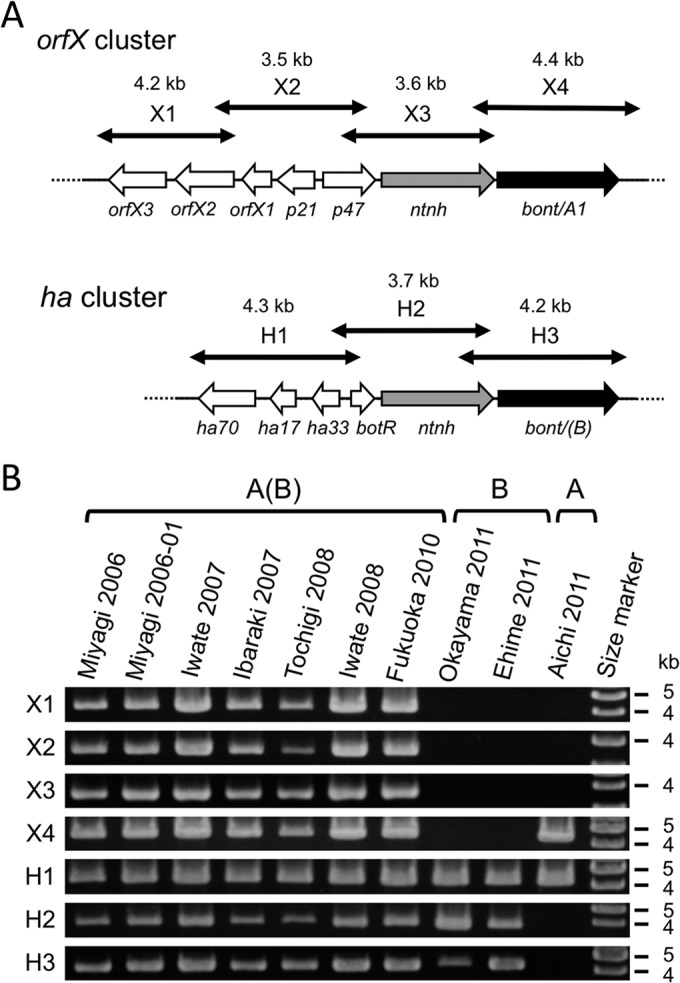 FIG 1