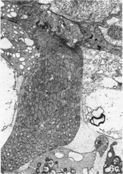 FIGURE 6c