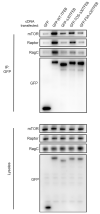 Extended Data Fig. 5