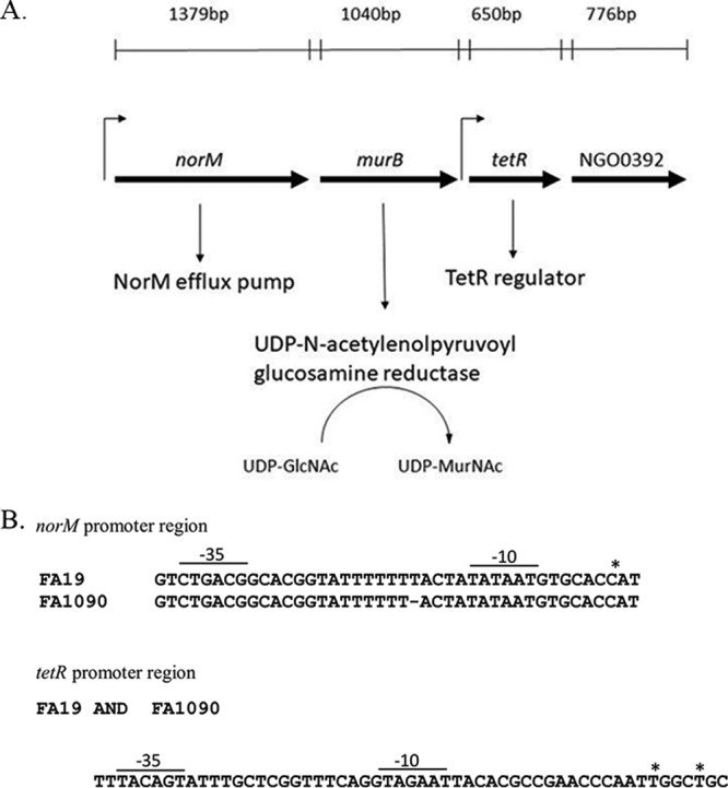 FIG 1