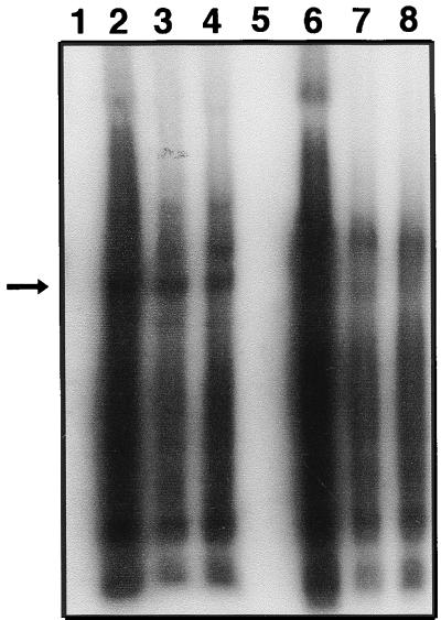 FIG. 6