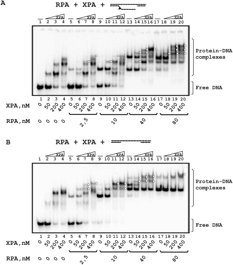 Fig 5